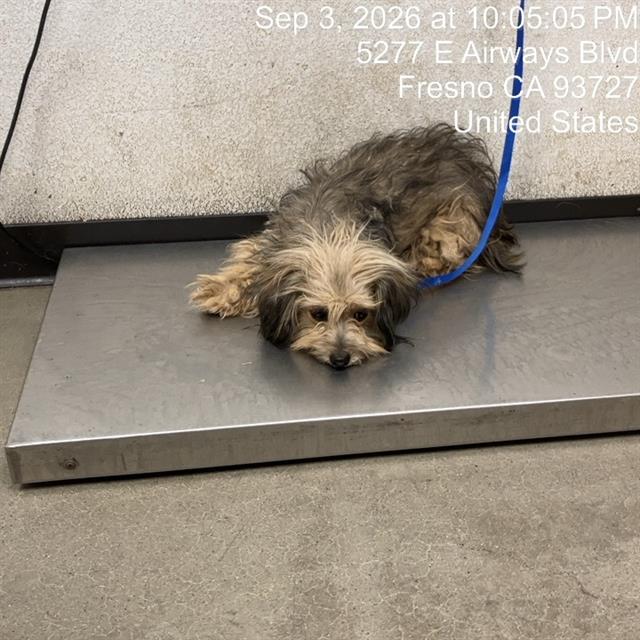 Shelter Stray Female Dog last seen Near BLOCK N CEDAR AVE, FRESNO CA 93726 5208, 5277 E Airways Blvd, Fresno, CA 93727, USA