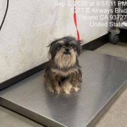 Shelter Stray Female Dog last seen Near BLOCK N CEDAR AVE, FRESNO CA 93726 5208, 5277 E Airways Blvd, Fresno, CA 93727, USA