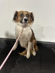 Shelter Stray Female Dog last seen Near BLOCK BUTTONWILLOW DR, BUTTONWILLOW CA 93206, 3951 Fruitvale Ave, Bakersfield, CA 93308, USA