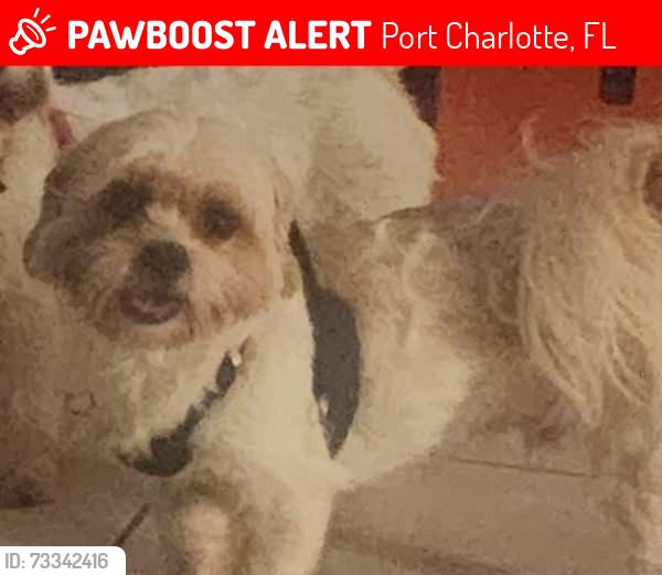 Lost Male Dog last seen Gibraltar Dr, Port Charlotte, FL 33948