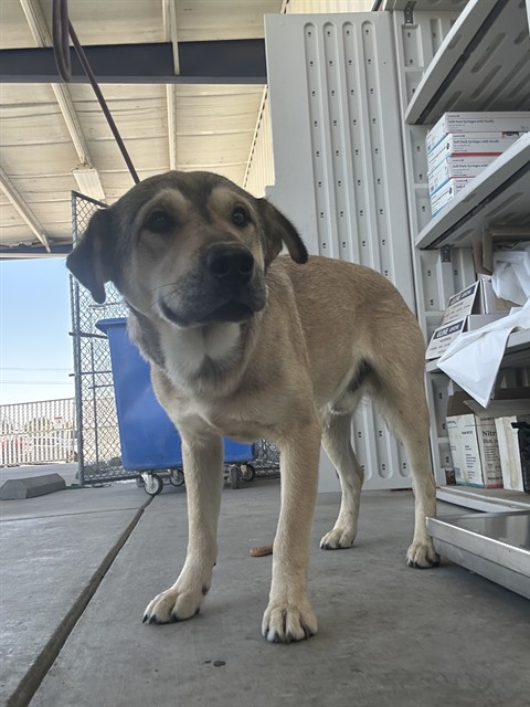 Shelter Stray Male Dog last seen Near BLOCK METTLER AVE, DELANO CA 93215, 3951 Fruitvale Ave, Bakersfield, CA 93308, USA
