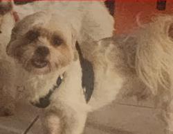 Lost Male Dog last seen Gibraltar Dr, Port Charlotte, FL 33948