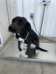 Shelter Stray Female Dog last seen Near BLOCK METTLER AVE, DELANO CA 93215, 3951 Fruitvale Ave, Bakersfield, CA 93308, USA