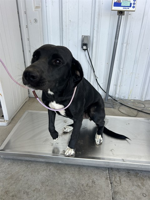 Shelter Stray Female Dog last seen Near BLOCK METTLER AVE, DELANO CA 93215, 3951 Fruitvale Ave, Bakersfield, CA 93308, USA