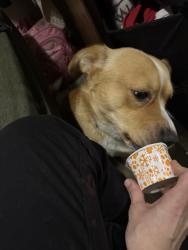 Lost Male Dog last seen in state park, Pleasant Plain, OH 45162