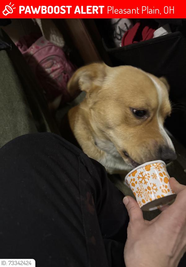 Lost Male Dog last seen in state park, Pleasant Plain, OH 45162