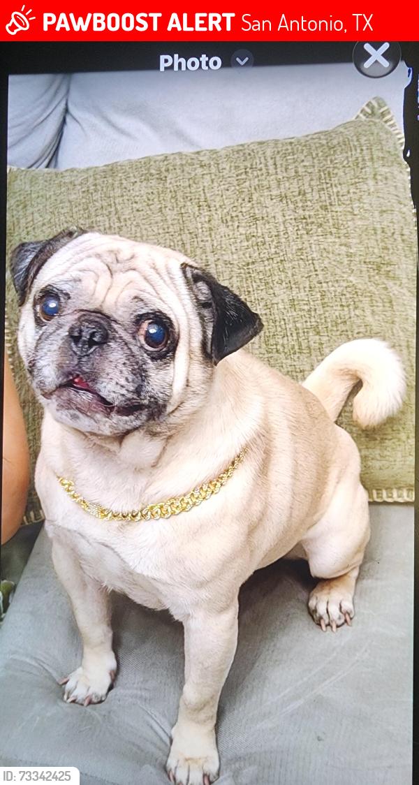 Lost Male Dog last seen Messenger pass, San Antonio, TX 78245