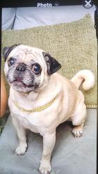 Lost Male Dog last seen Messenger pass, San Antonio, TX 78245