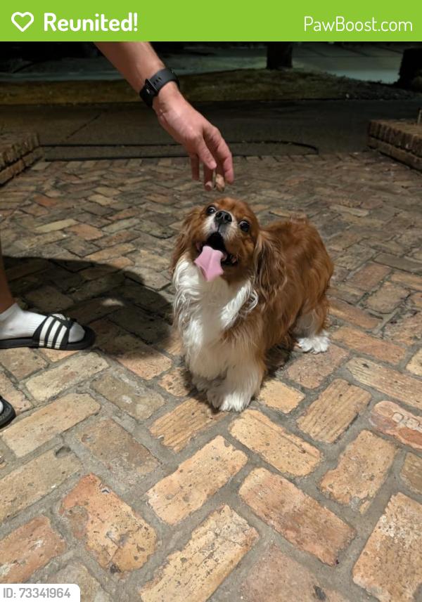Reunited Unknown Dog last seen Bent Tree North South of Frankford, Dallas, TX 75287