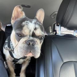 Lost Male Dog last seen Best american Inn, Reno, NV 89512