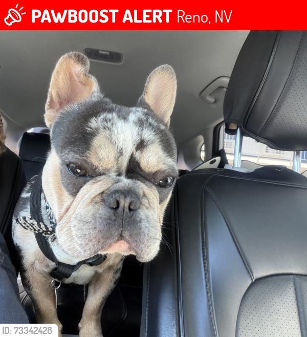 Lost Male Dog last seen Best american Inn, Reno, NV 89512