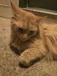 Lost Male Cat last seen Near burns st, the sidewalk in front of this hse., Providence, RI 02904