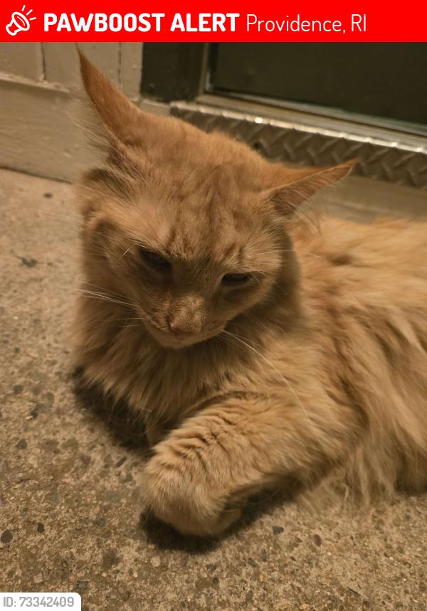 Lost Male Cat last seen Near burns st, the sidewalk in front of this hse., Providence, RI 02904