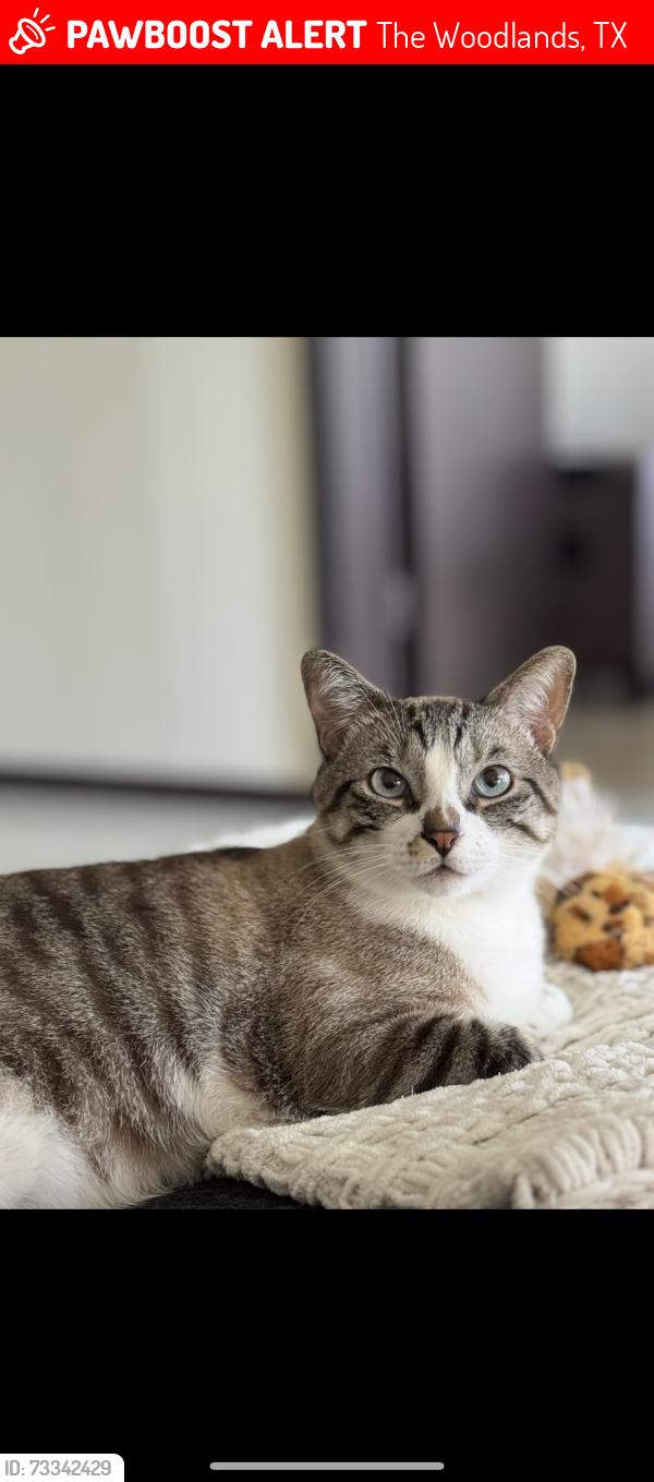 Lost Female Cat last seen Lexington Apartaments spring texas, The Woodlands, TX 77385