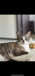 Lost Female Cat last seen Lexington Apartaments spring texas, The Woodlands, TX 77385
