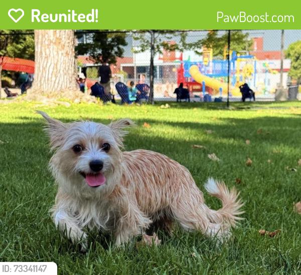 Reunited Female Dog last seen Near n alameda way, Saratoga Springs, UT 84043