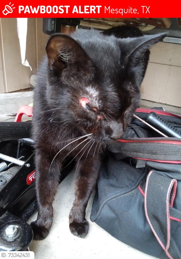 Lost Female Cat last seen Ashmore street and Whitson Mesquite Texas, Mesquite, TX 75150