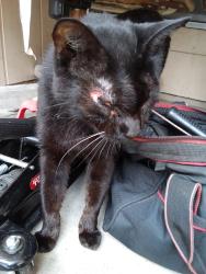 Lost Female Cat last seen Ashmore street and Whitson Mesquite Texas, Mesquite, TX 75150