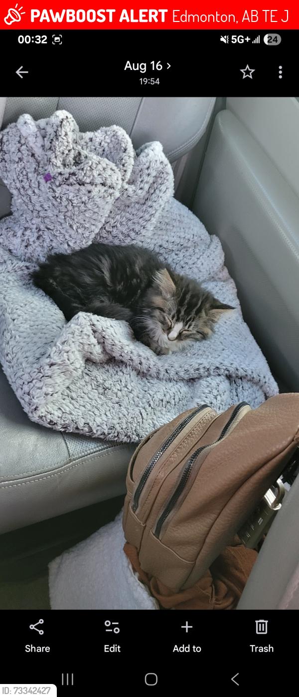 Lost Female Cat last seen Near 54 Ave, Edmonton, AB T6E 5J4, Edmonton, AB T6E 5J4