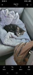 Lost Female Cat last seen Near 54 Ave, Edmonton, AB T6E 5J4, Edmonton, AB T6E 5J4