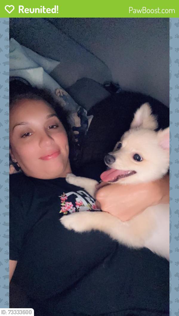 Reunited Male Dog last seen Tattersall and , Stonehaven, Orlando, FL 32817