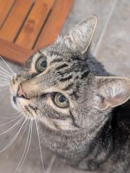 Reunited Unknown Cat last seen 153rd and Sunset, Silver Firs, WA 98012