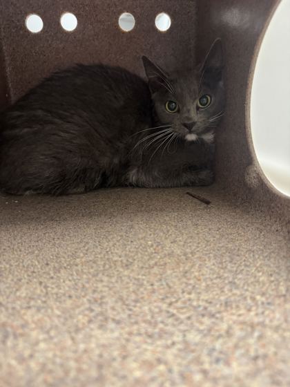 Shelter Stray Female Cat last seen Douglas Dam Rd, Sevier County, TN, 1008 Old Knoxville Hwy, Sevierville, TN 37862, USA