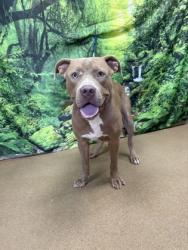 Shelter Stray Male Dog last seen Near Bleckley Street, 29625, Anderson City, SC, 1320 US-29, Anderson, SC 29626, USA
