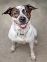 Shelter Stray Female Dog last seen Near Peachtree Place Parkway Apt. D, 30360, GA, 3280 Chamblee Dunwoody Rd, Chamblee, GA 30341, USA