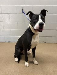 Shelter Stray Male Dog last seen Pineland Meadows Dr 29627, Anderson County, SC, 1320 US-29, Anderson, SC 29626, USA