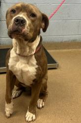 Shelter Stray Male Dog last seen , , GA, 3280 Chamblee Dunwoody Rd, Chamblee, GA 30341, USA