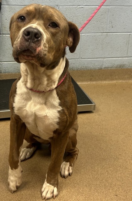 Shelter Stray Male Dog last seen , , GA, 3280 Chamblee Dunwoody Rd, Chamblee, GA 30341, USA
