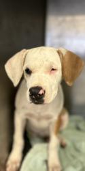 Shelter Stray Female Dog last seen Near Road 26, Madera County, CA, 205 Tozer St, Madera, CA 93638, USA