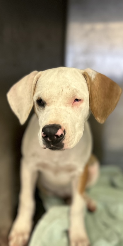 Shelter Stray Female Dog last seen Near Road 26, Madera County, CA, 205 Tozer St, Madera, CA 93638, USA