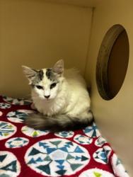 Shelter Stray Male Cat last seen Near Saint Lawrence CV Tucker, GA 30084, 30084, GA, 3280 Chamblee Dunwoody Rd, Chamblee, GA 30341, USA