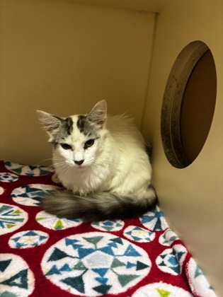 Shelter Stray Male Cat last seen Near Saint Lawrence CV Tucker, GA 30084, 30084, GA, 3280 Chamblee Dunwoody Rd, Chamblee, GA 30341, USA