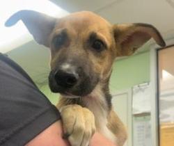 Shelter Stray Female Dog last seen DMV, District 1 - North Cleburne, TX, 2375 Service Dr, Cleburne, TX 76033, USA