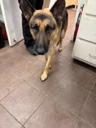 Shelter Stray Male Dog last seen Near BLK miracle, District 2 - West Cleburne, TX, 2375 Service Dr, Cleburne, TX 76033, USA
