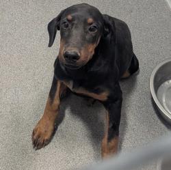 Shelter Stray Male Dog last seen Near Nancy St (ACO-GG) BITE HOLD, Valencia,, 1209 NM-314, Los Lunas, NM 87031, USA