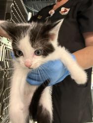 Shelter Stray Female Cat last seen Near bumcombe road, Caddo Parish, LA, 1500 Monty St, Shreveport, LA 71107, USA