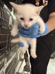 Shelter Stray Male Cat last seen Near bumcombe road, Caddo Parish, LA, 1500 Monty St, Shreveport, LA 71107, USA