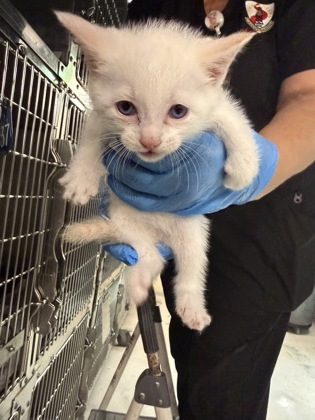 Shelter Stray Male Cat last seen Near bumcombe road, Caddo Parish, LA, 1500 Monty St, Shreveport, LA 71107, USA