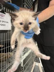 Shelter Stray Female Cat last seen Near bumcombe road, Caddo Parish, LA, 1500 Monty St, Shreveport, LA 71107, USA