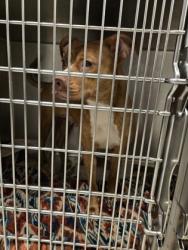 Shelter Stray Female Dog last seen Near Camelot Dr, Atlanta, GA, 1251 Fulton Industrial Blvd NW, Atlanta, GA 30336, USA