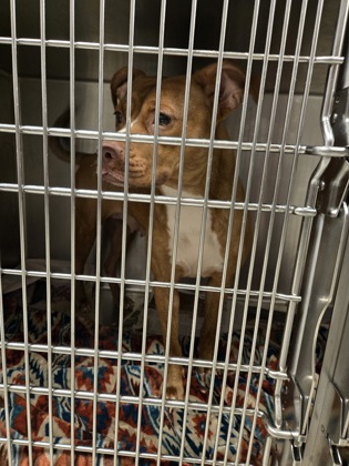 Shelter Stray Female Dog last seen Near Camelot Dr, Atlanta, GA, 1251 Fulton Industrial Blvd NW, Atlanta, GA 30336, USA