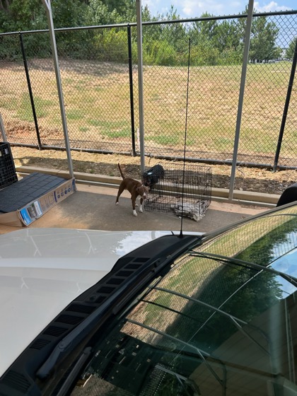 Shelter Stray Female Dog last seen Near Fulton industrial blvd, Atlanta, GA, 1251 Fulton Industrial Blvd NW, Atlanta, GA 30336, USA