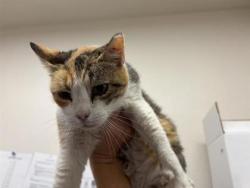 Shelter Stray Female Cat last seen Near Fmaily Cir, Williamson County, TX, 1855 SE Inner Loop, Georgetown, TX 78626, USA