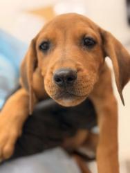 Shelter Stray Male Dog last seen Pleasant Valley Rd, Knox County GP, TN, 3201 Division St, Knoxville, TN 37919, USA