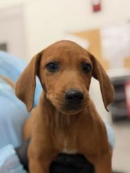 Shelter Stray Male Dog last seen Pleasant Valley Rd, Knox County GP, TN, 3201 Division St, Knoxville, TN 37919, USA