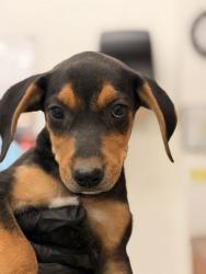 Shelter Stray Female Dog last seen Pleasant Valley Rd, Knox County GP, TN, 3201 Division St, Knoxville, TN 37919, USA